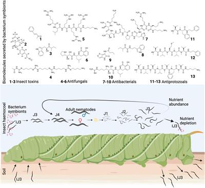 Nematophilic bacteria associated with entomopathogenic nematodes and drug development of their biomolecules